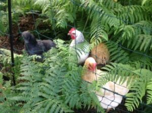 chickens